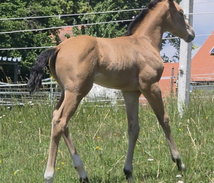 AZRA 06-2026 (9)