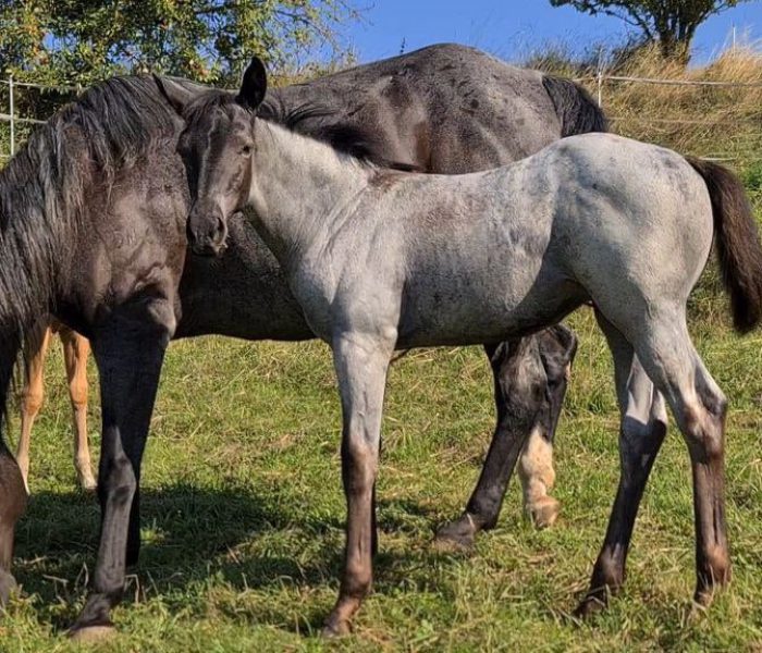 HEs Blue Moon Bogie 4 HEs Blue Moon Bogie American Quarter Horse Hancock Horse