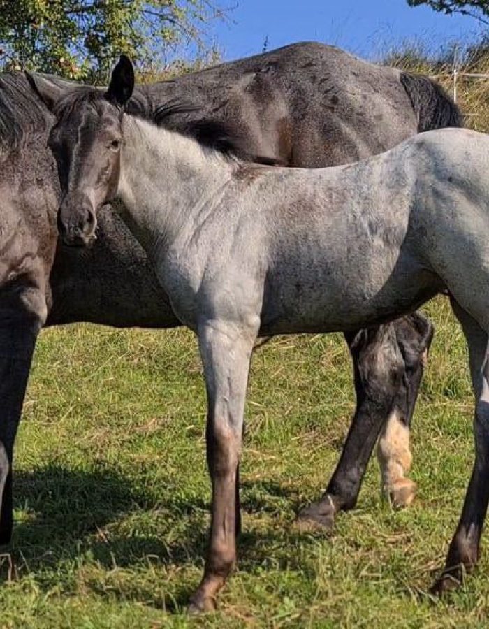 HEs Blue Moon Bogie American Quarter Horse Hancock Horse
