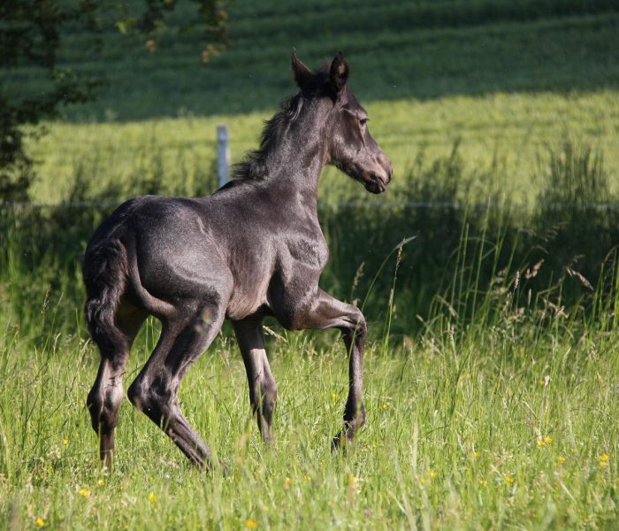 HEs Blue Moon Bogie 5 Fohlen American Quarter Horse Aluna_2023