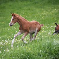Fohlen HES A RUF Shiner aka Arkadi American Quarter Horse for Sale