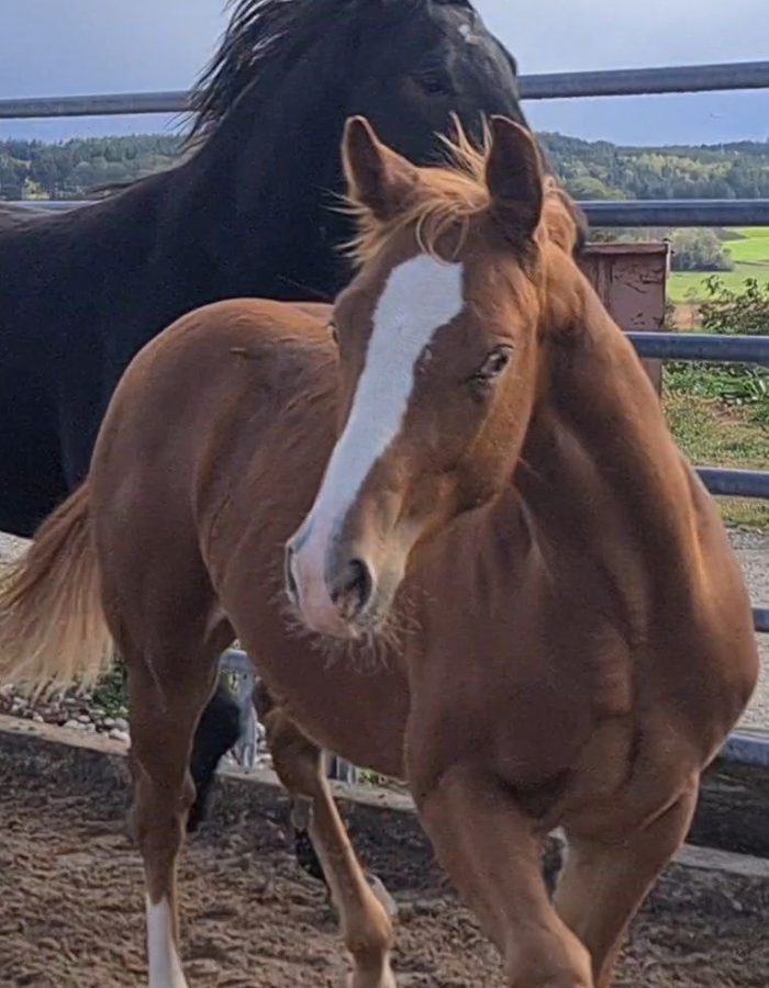 HEs a Ruf Shiner aka Arkadi Quarter Horse for Sale