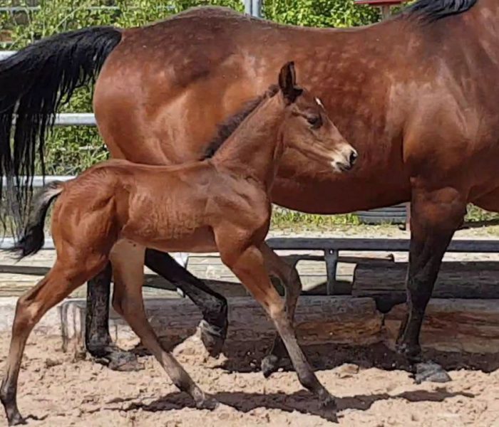 Quarter Horse Hengstfohlen HEs Farin Sailor Cat
