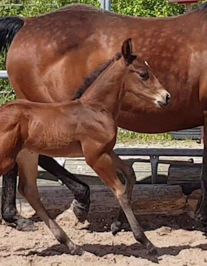 Quarter Horse Hengstfohlen HEs Farin Sailor Cat