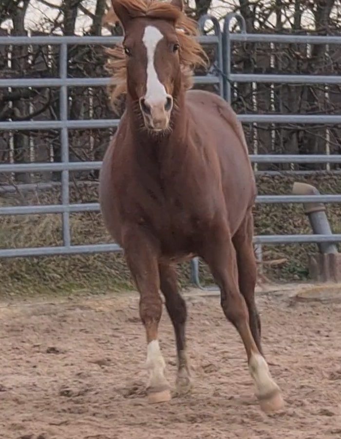 HES HAWKE COZY CAT American Quarter Horse