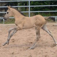 HEs Twisten Thunder aka Flint