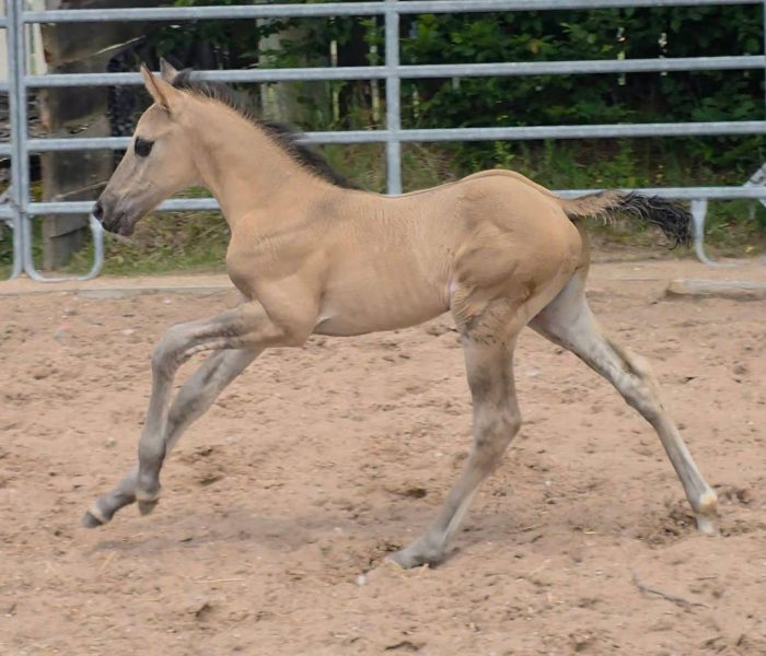 HEs Twisten Thunder aka Flint