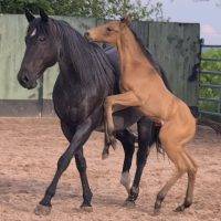 JARO Quarter Horse Hengstfohlen 1Woche alt