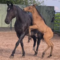 JARO Quarter Horse Hengstfohlen 1Woche alt