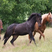 QUarter Horse