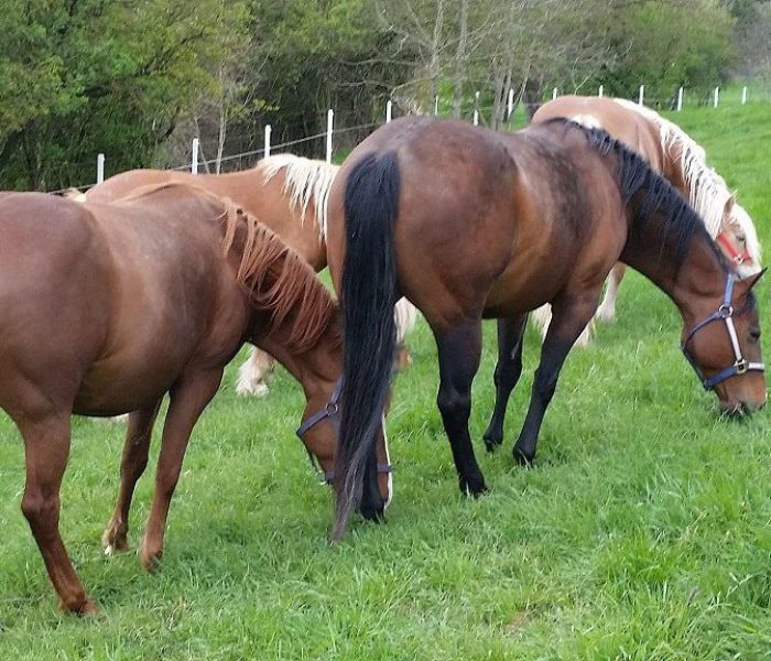 Roosters Sailor 6 Quarter Horse, American Quarter Horse, , Zuchtstuten