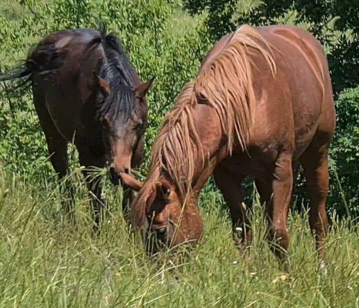 HEs DRY LITTLE TARI 8 Hof_Eichelbrunn_Junghengste (26)