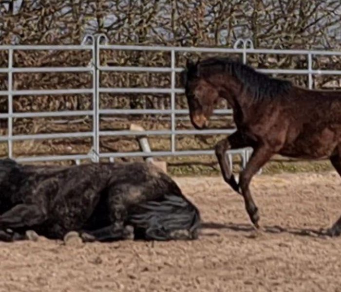 HEs DRY LITTLE TARI 3 Hof_Eichelbrunn_Pferde