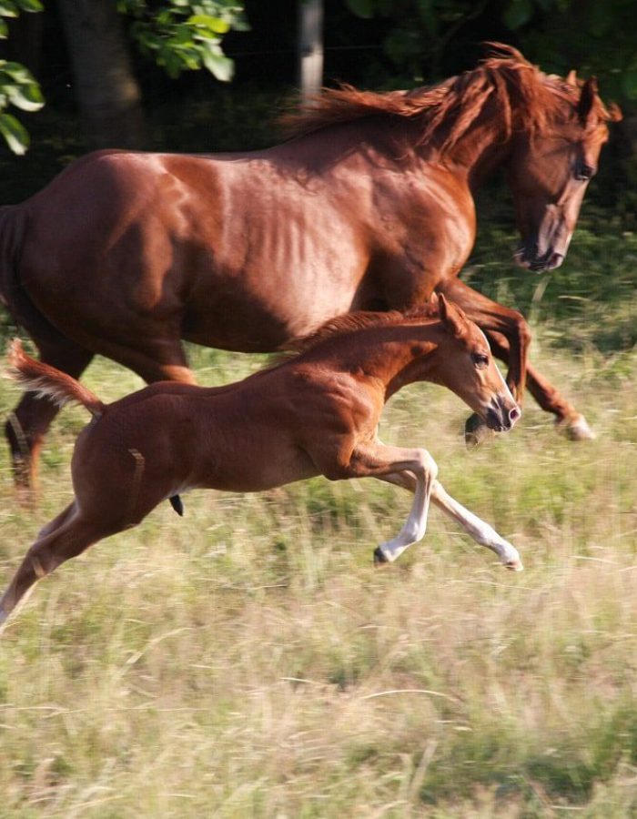 Sailin Jumping Joana American Quarter Horse Zuchtstute