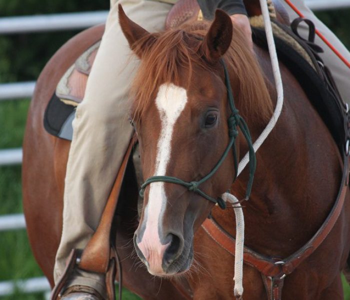 JJ_Started under Saddle 2