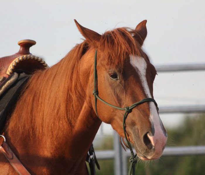 JJ_Started under Saddle5