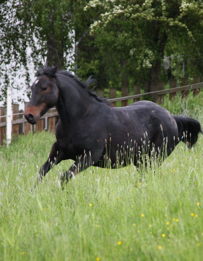 HES Hot Maroon Kitty American Quarter Horse