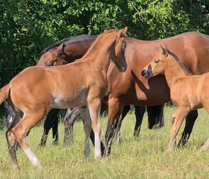 HEs Sparkling Pearl 5 Quarter Horse Zucht Fohlen 2023
