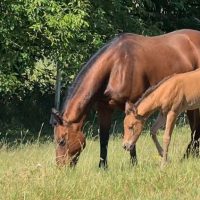 Quarter Horse