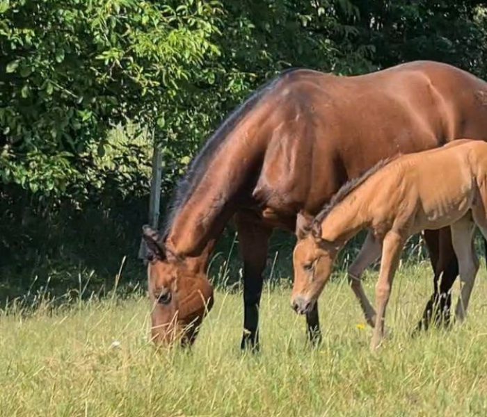 HEs Sparkling Pearl 6 Quarter Horse