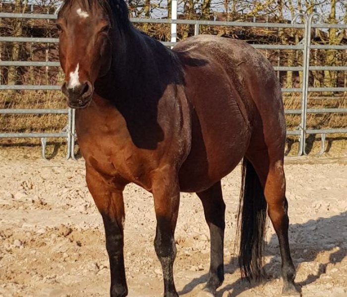 Roosters Sailor 11 Roosters Sailor, American Quarter Horse