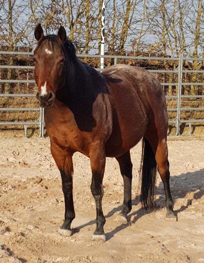 Roosters Sailor, American Quarter Horse