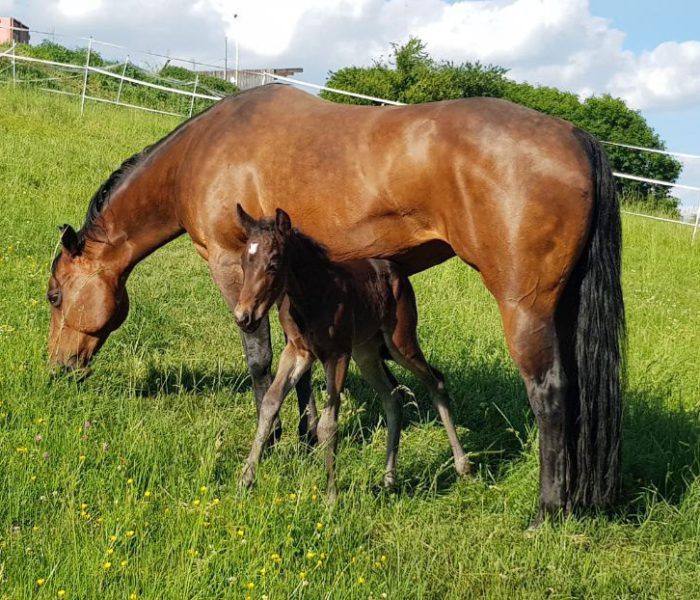 Roosters Sailor 7 Stella und Kitty 2020 (3)
