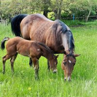 Quarter Horse, Roosters Sailor, American Quarter Horse