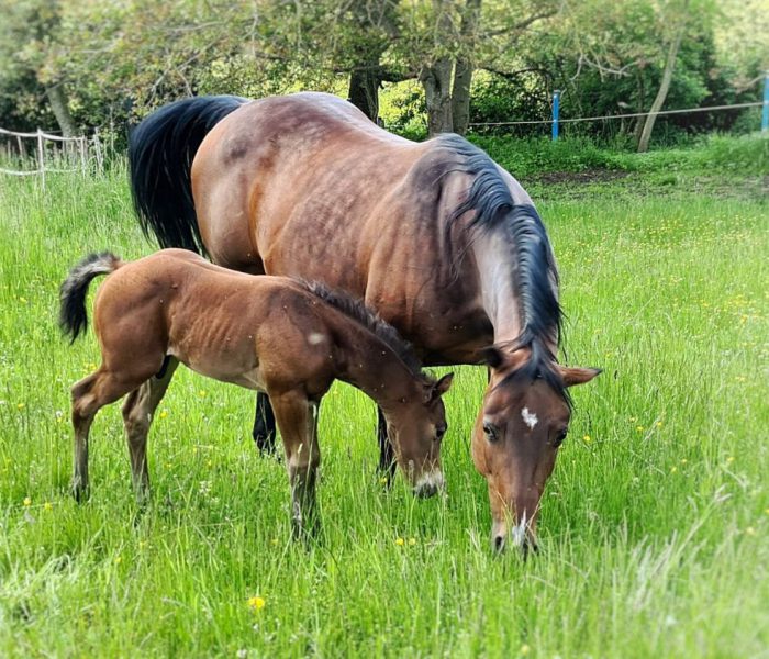 Roosters Sailor 4 Quarter Horse, Roosters Sailor, American Quarter Horse