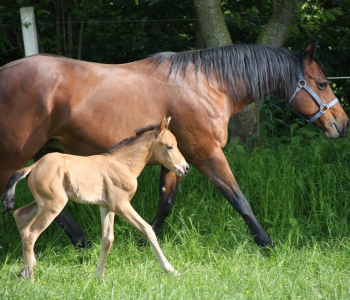 HEs Sparkling Pearl 2 Tamika-2023-03