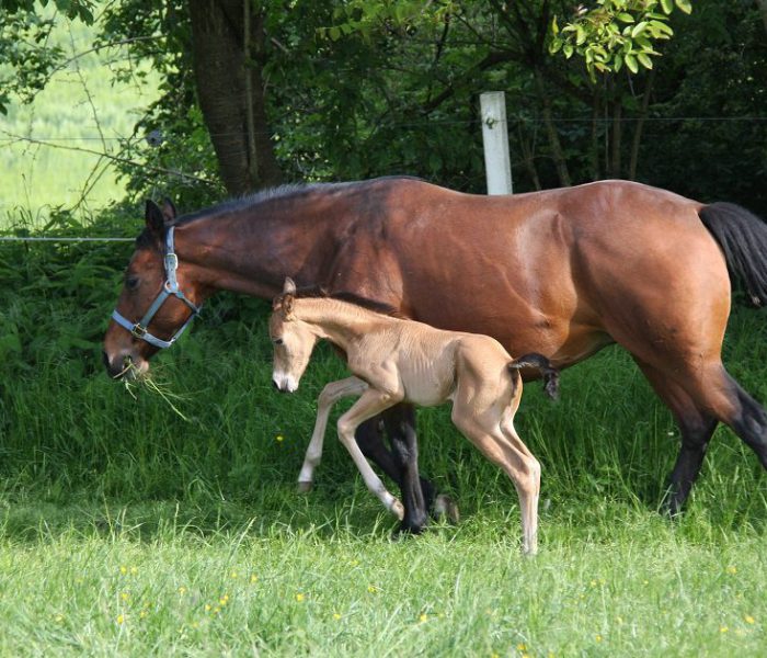 HEs Sparkling Pearl 1 Tamika-2023-04
