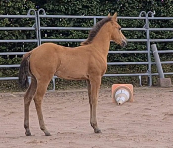 HEs Sparkling Pearl 7 Tamika-2023-05