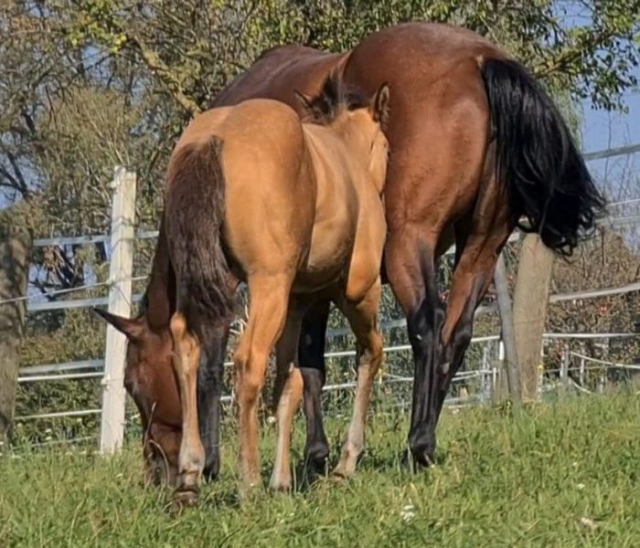 HEs Sparkling Pearl 11 Tamika-2023-07