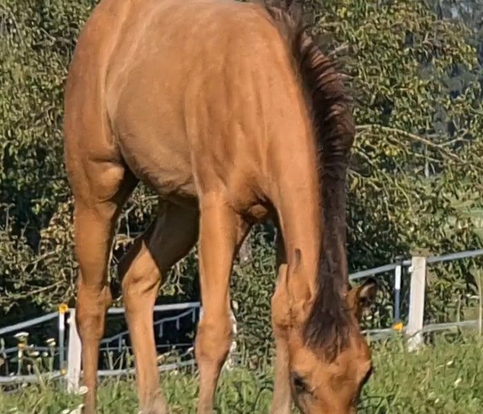 HEs Sparkling Pearl 10 Tamika-2023-08