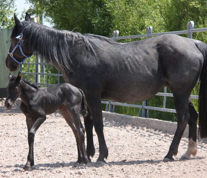 HEs Blue Moon Bogie 2 Tiger und Aluna