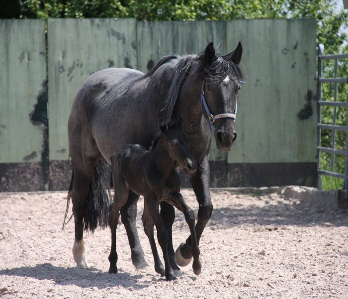 HEs Blue Moon Bogie 1 Tiger und Aluna