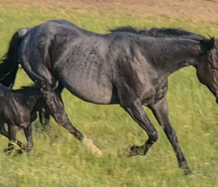 HEs Blue Moon Bogie 3 Tiger_Aluna
